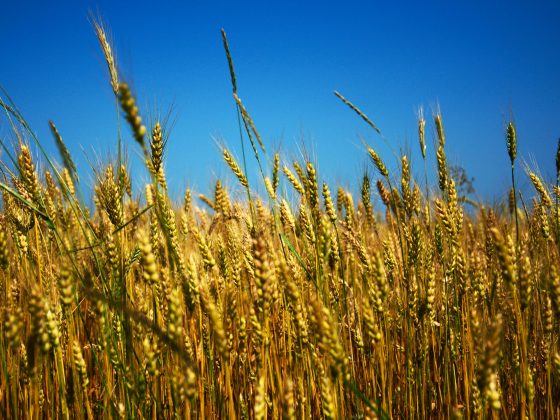 Yellow wheat against a blue sky replicating the colours of the Ukraine flag